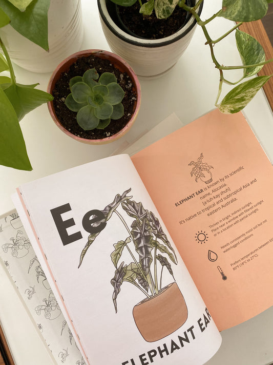 CLASSROOM BUNDLE: My First ABC Book of Houseplants